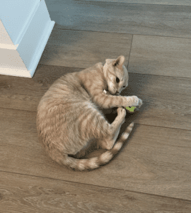 Andy, our existentially ignorant cat, attacking his catnip pickle.